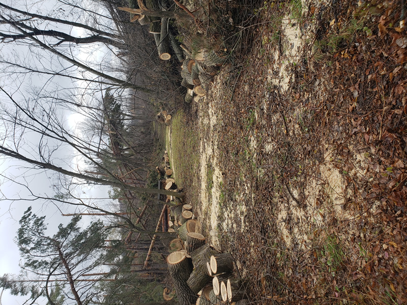 /pictures/Trail Clean Up 2018/20181104_100351.jpg